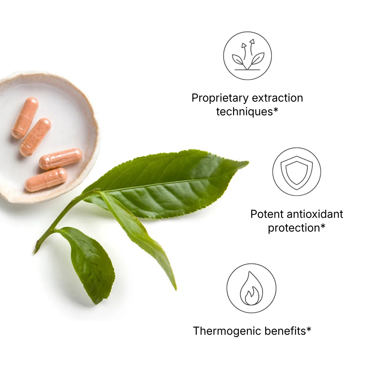 TeGreen 97 — photo 2 of 4